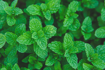 Wall Mural - Green peppermint leaves background. Flat lay. Nature background