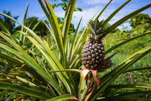 Pineapple Growing On A Plantation.