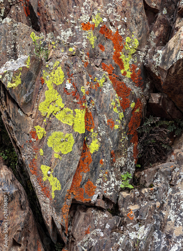 Fototapeta  Jackson Pollock Lichen