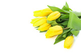 Fototapeta Tulipany - Beautiful yellow tulips isolated on white background