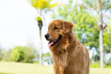 golden retriever com pelo escuro na sombra