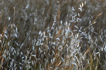 field of oats