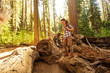 Woman in Yosimite national park near sequoia in California, USA