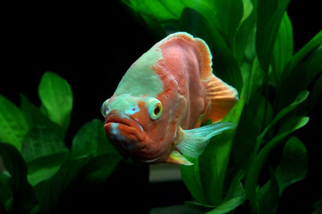 Canvas Print - astronotus ocellatus or oscar fish