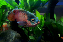 Astronotus Ocellatus Or Oscar Fish