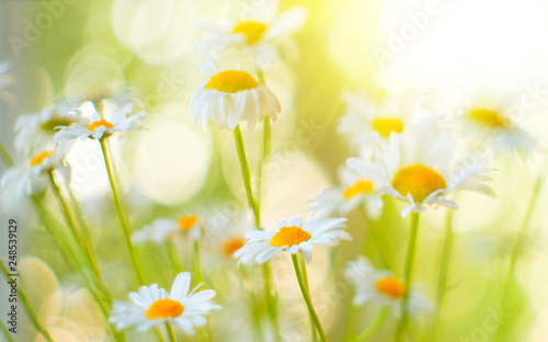 Chamomile field flowers border. Beautiful nature scene with blooming chamomil...