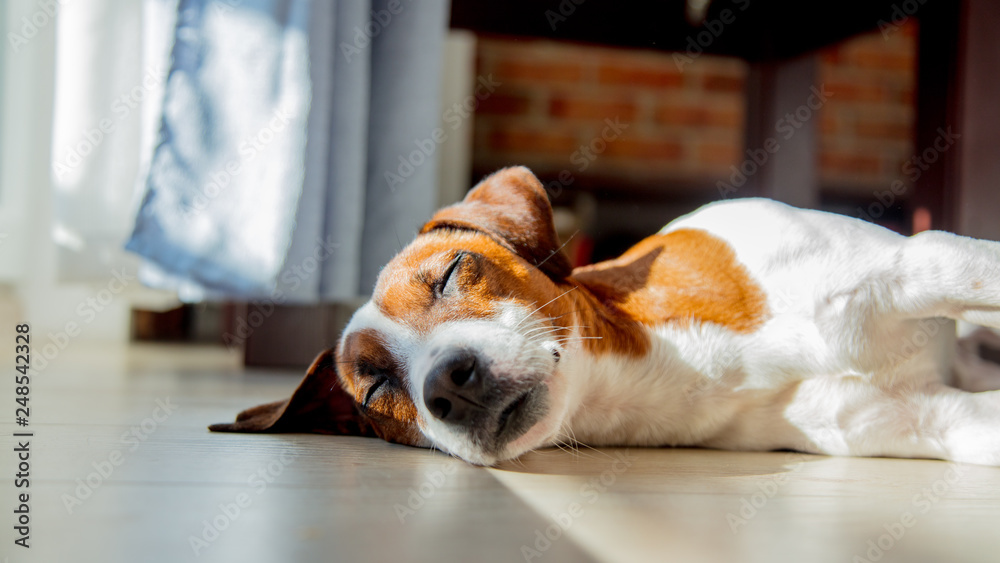 Young jack russell terrier dog sleeping on a floor - obrazy, fototapety, plakaty 