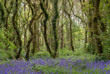 Fototapeta Las - Bluebell woods in cornwall england uk 