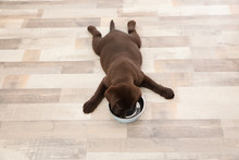 Chocolate Labrador Retriever Puppy With Empty Food Bowl At Home, Above View