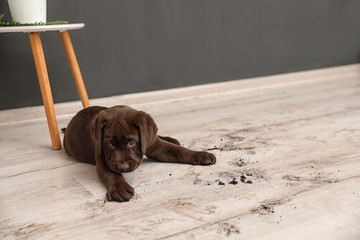 Canvas Print - Chocolate Labrador Retriever puppy and dirt on floor indoors