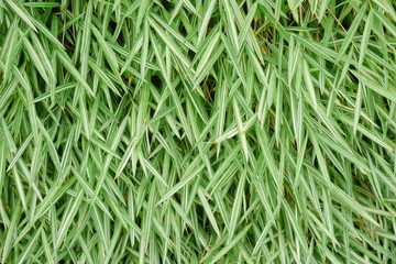 Texture of Green glass background.