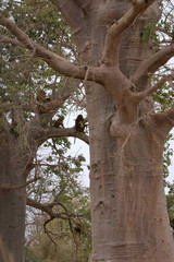 Poster - baboon