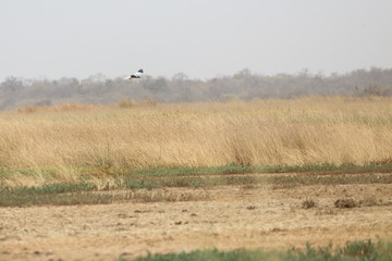 Canvas Print - gambia birding