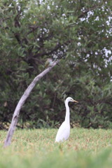 Poster - gambia birding