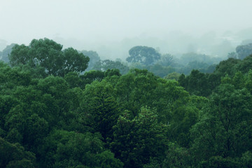 Obraz na płótnie dżungla wzgórze narodowy widok