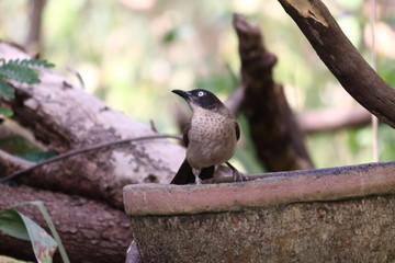 Wall Mural - gambia birding