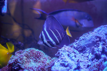 Wall Mural - Sailfin tang (Zebrasoma veliferum) swimming in reef tank