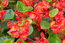 Close Up Of Blooming Begonia Cucullata Or Wax Begonia