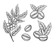 Coffee tree branch with leaves and beans. Coffee grains in graphic style hand drawn vector illustration.