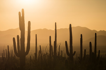 Wall Mural - landscape view of saguaro national park during the sunset near tucson, arizona.