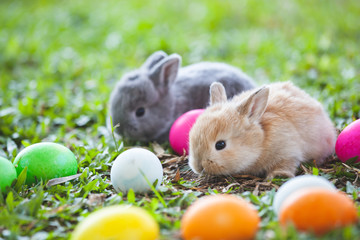 Cute little bunny and easter eggs in the meadow