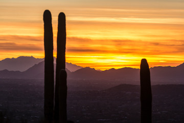 Wall Mural - landscape view of saguaro national park during the sunset near tucson, arizona.