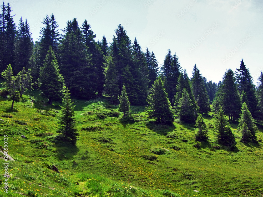 Trees and evergreen forests on the slopes between the Alvier mountain and Seeztal valley - Canton of St. Gallen, Switzerland - obrazy, fototapety, plakaty 