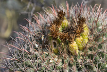 The Top Of A Barrel Cactus In Saguaro National Park In Arizona.