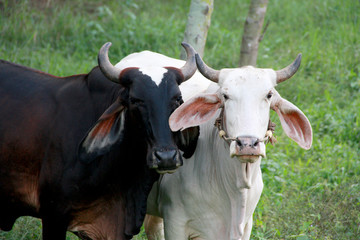 Cows