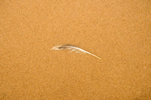 Feather On A Sand Beach