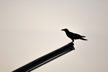 Large-billed Crow (Corvus Macrorhynchos) Standing On Street Light Pole. Abstract Silhouette Bird For Background With Copy Space.