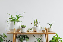Stylish Room Interior With Mock Up Photo Frame On The Brown Bamboo Shelf With Beautiful Plants In Differents Hipster And Design Pots. White Walls. Modern And Floral Concept Of Shelfs.