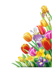 Arrangement with multicolor spring flowers over white background