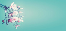 Beautiful Magnolia Spring Blossom. Flowering Branch Of Magnolia At Turquoise Background. Springtime Concept. Floral Border. Banner Or Template With Copy Space