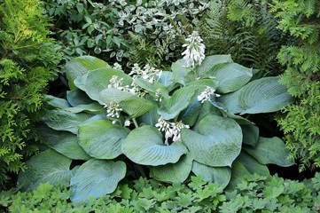 Magnificent giant hosta with blue leaves in the garden at the time of flowering in summer