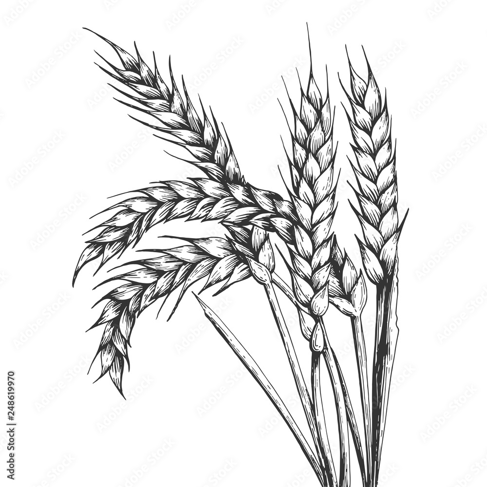 Wheat ear spikelet engraving vector illustration. Scratch board style  imitation. Black and white hand drawn image. Stock Vector | Adobe Stock, image size:1000x1000