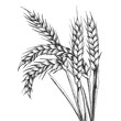 Wheat ear spikelet engraving vector illustration. Scratch board style imitation. Black and white hand drawn image.