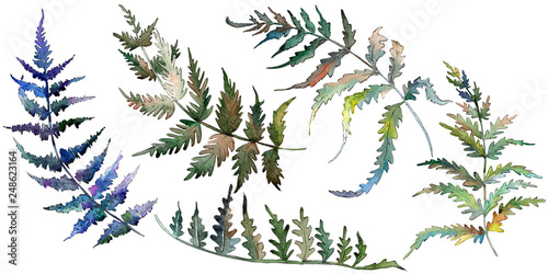 Fern Green leaf. Plant botanical garden floral foliage. Watercolor background...