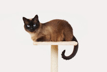 Siamese Cat Resting On Lookout Platform On Top Of Scratching Post