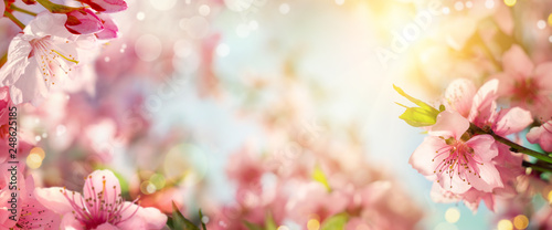 Panoramic spring background with beautiful pink cherry blossoms, bokeh backgr...