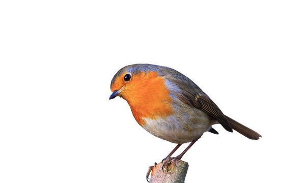 Der Gartenvogel Rotkehlchen freigestellt in hübscher Pose auf Ast sitzend