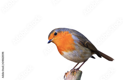 Cuadros en Lienzo Der Gartenvogel Rotkehlchen freigestellt in neter Pose auf Ast sitzend