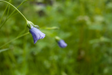Blue Flower Bell With Water Droplets On Green Background.  Flowers With Rain Drops.