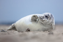 Lovely Baby Harbor Seal