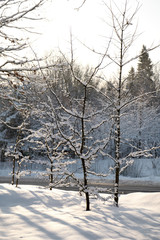 Wall Mural - Trees covered with snow