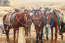 Saddled Horses In Arabian Desert, Egypt