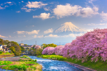 Wall Mural - Mt. Fuji, Japan spring landscape.