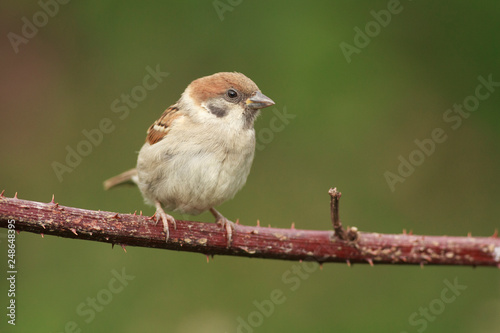 Tree Sparrow Feeder Backyard North Sea Bempton Cliff Buy This