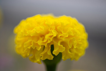 Yellow  flowers on blur background.