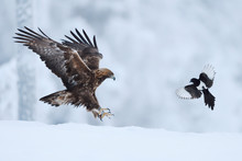Golden Eagle And Magpie Fighting In Snow